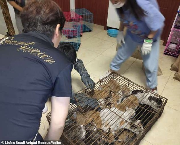 29525904 8413773 The_saved_cats_are_being_looked_after_and_will_be_re_homed_soon_ A 21_1591956023690