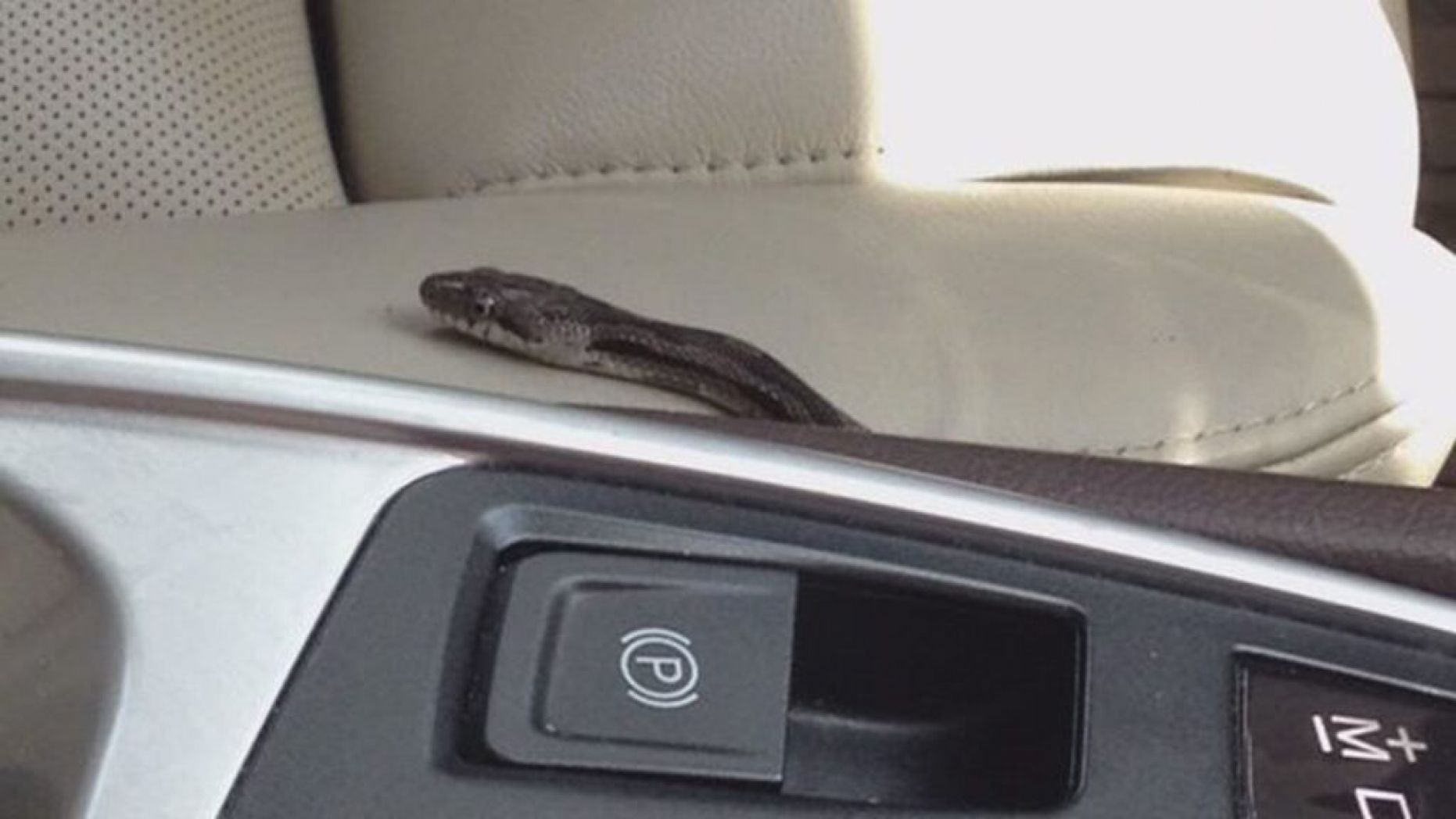 Snake1