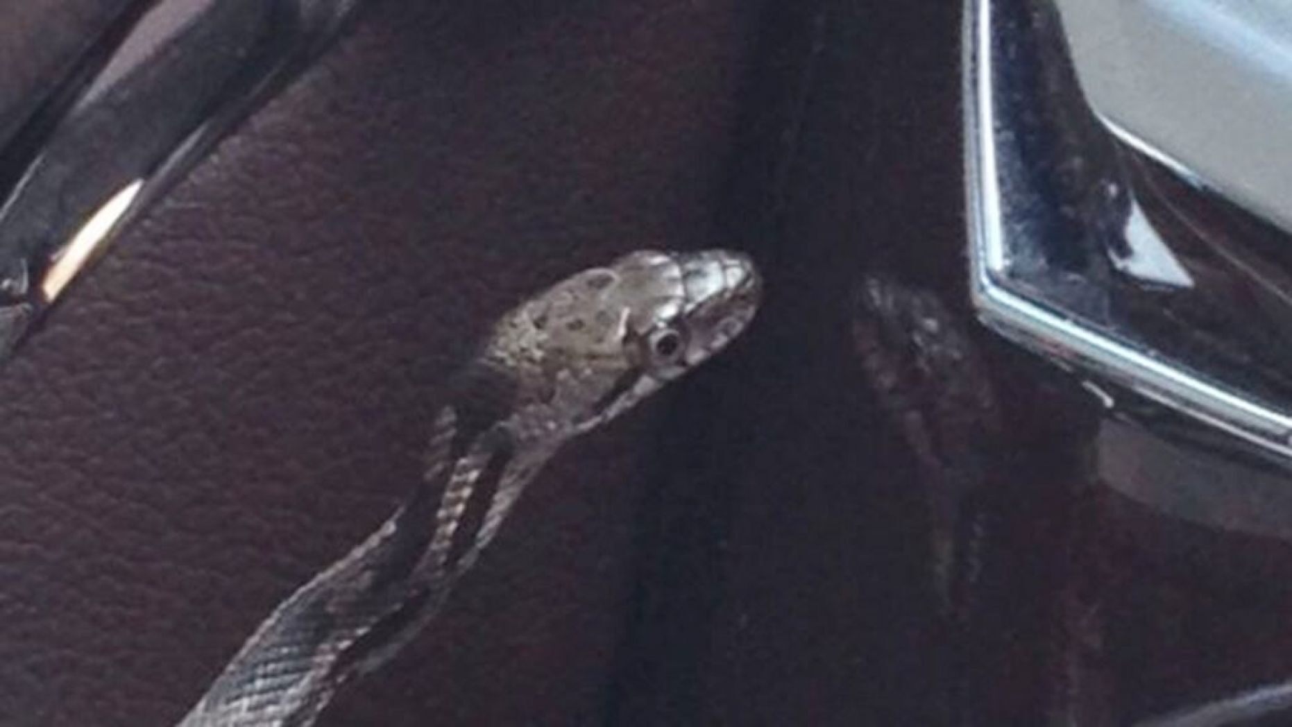 Snake3