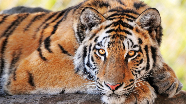 Tigers Cant Purr