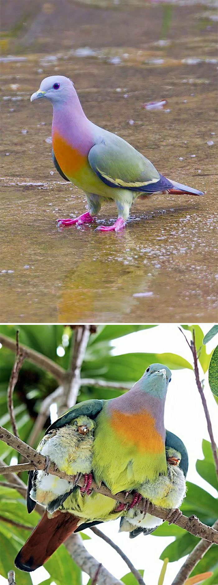 Interesting Pigeon Breeds 01