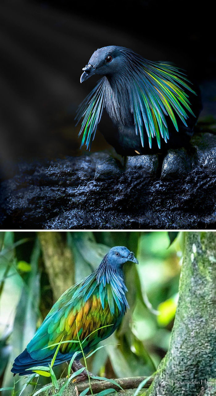 Interesting Pigeon Breeds 02