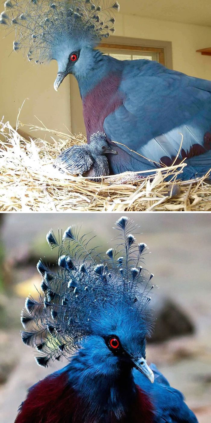 Interesting Pigeon Breeds 03