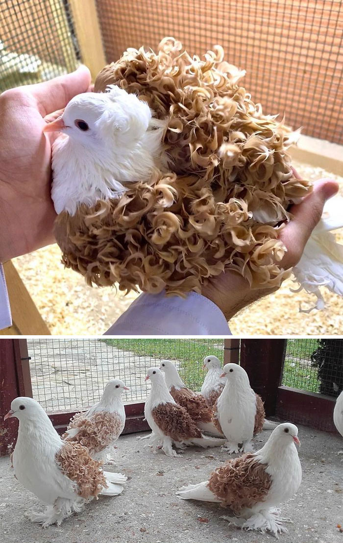 Interesting Pigeon Breeds 04