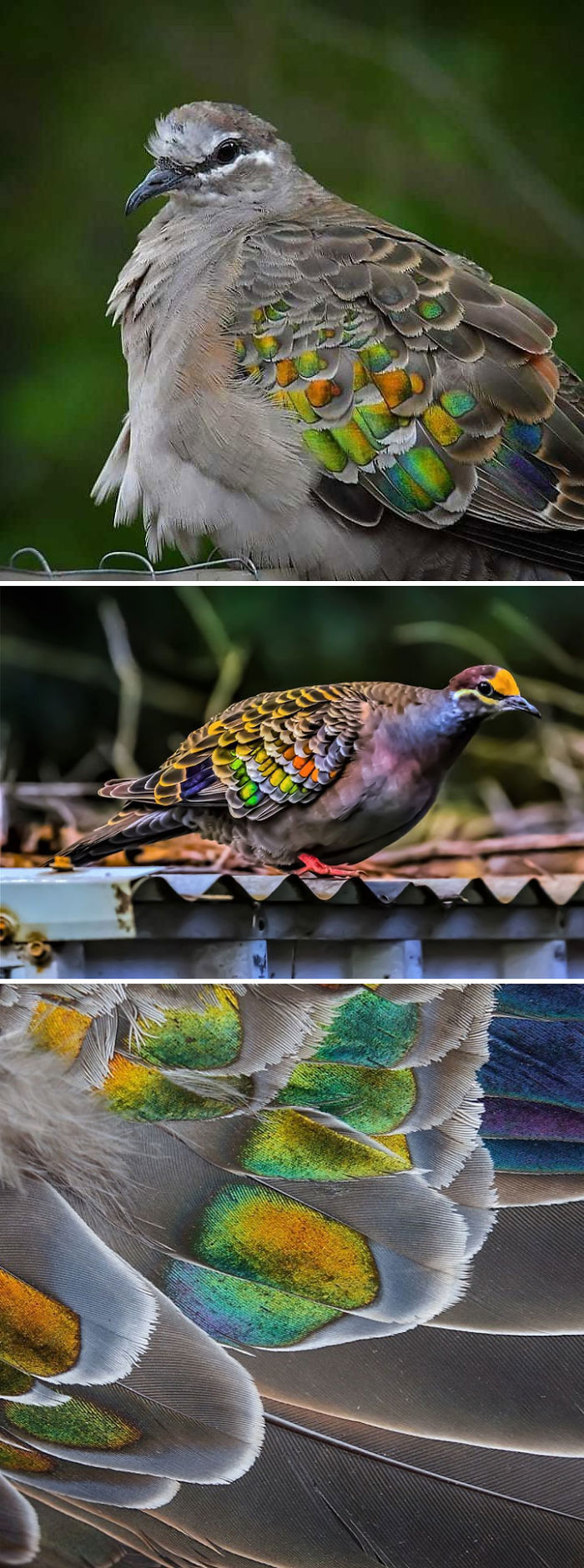 Interesting Pigeon Breeds 05