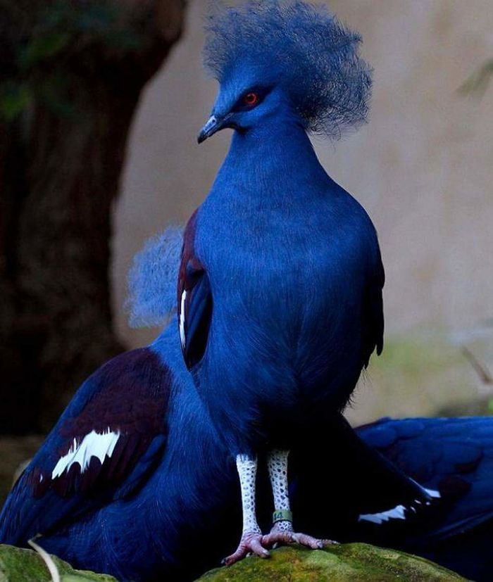 Interesting Pigeon Breeds 06