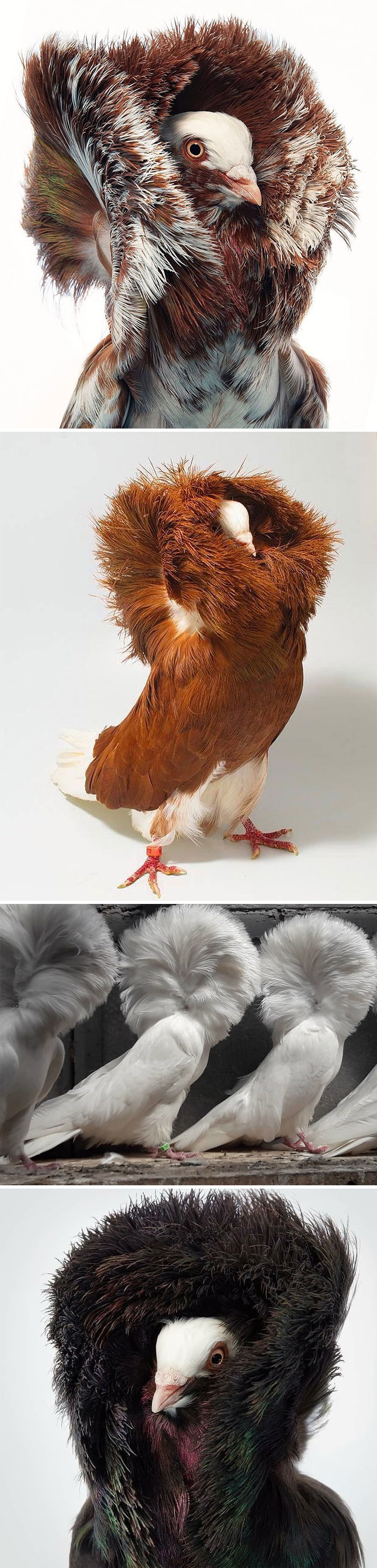 Interesting Pigeon Breeds 07
