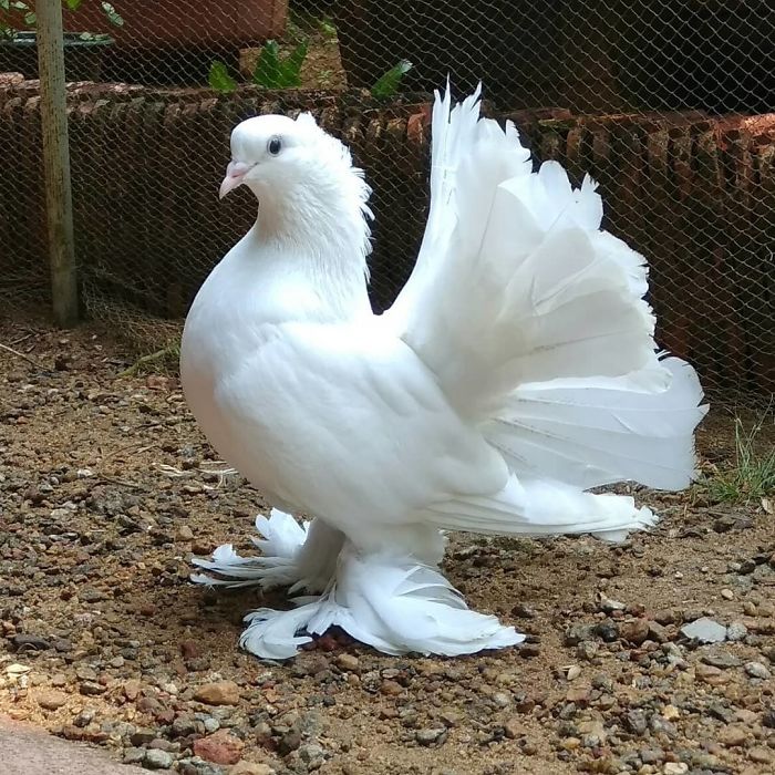 Interesting Pigeon Breeds 08