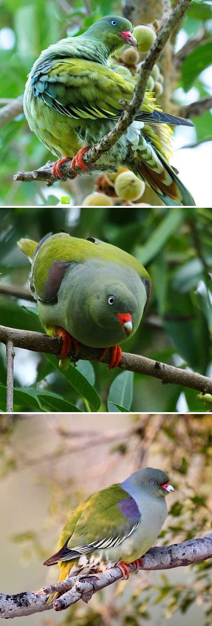 Interesting Pigeon Breeds 09