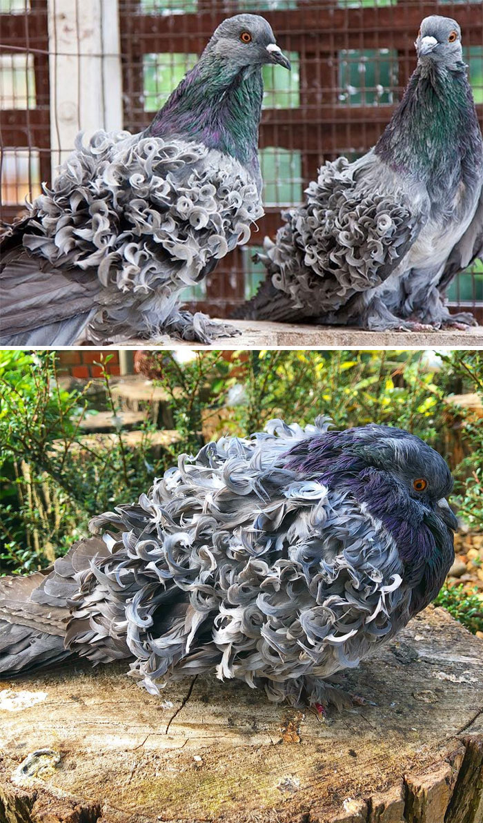 Interesting Pigeon Breeds 11