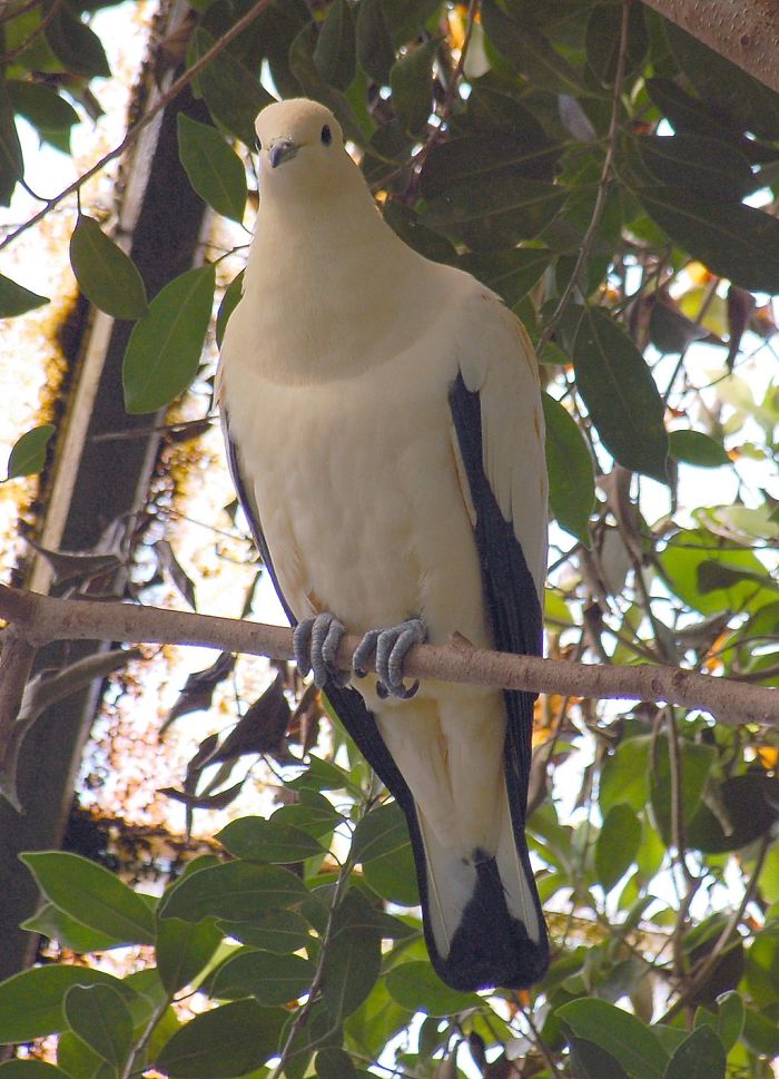 Interesting Pigeon Breeds 12