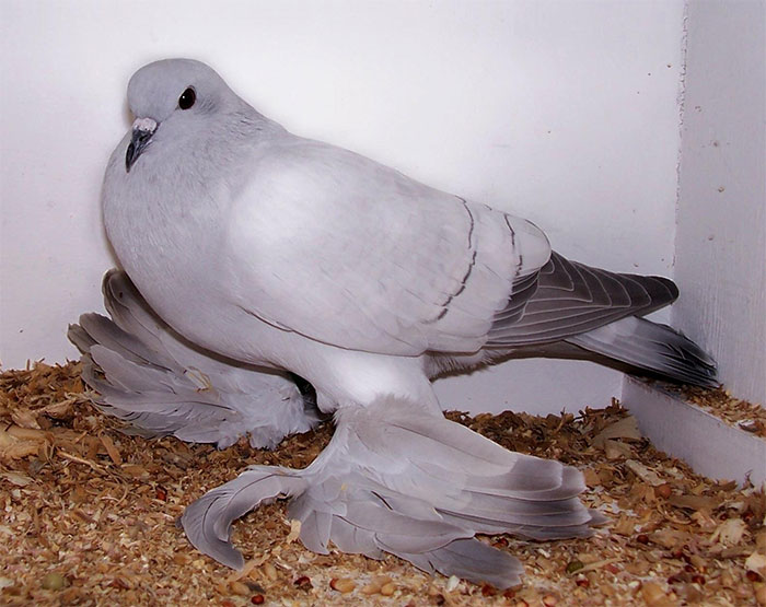 Interesting Pigeon Breeds 13