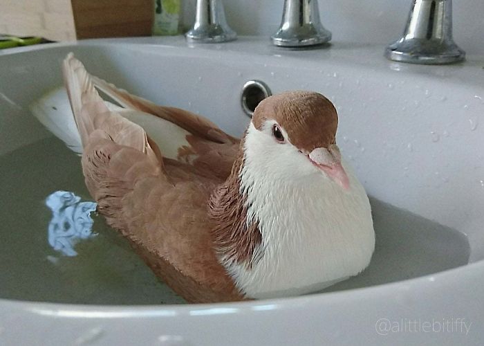 Interesting Pigeon Breeds 14