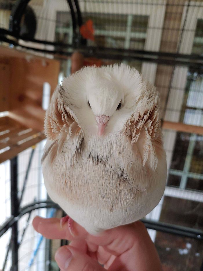 Interesting Pigeon Breeds 15