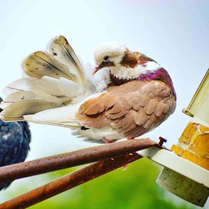 Interesting Pigeon Breeds 16