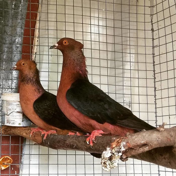 Interesting Pigeon Breeds 17