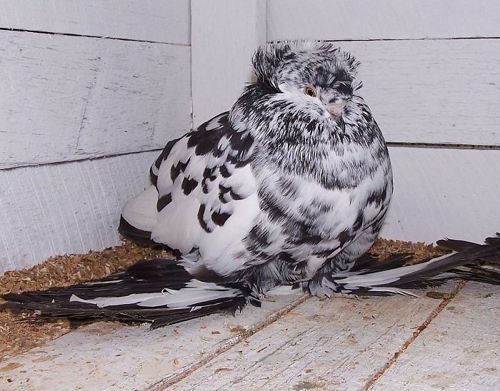 Interesting Pigeon Breeds 18