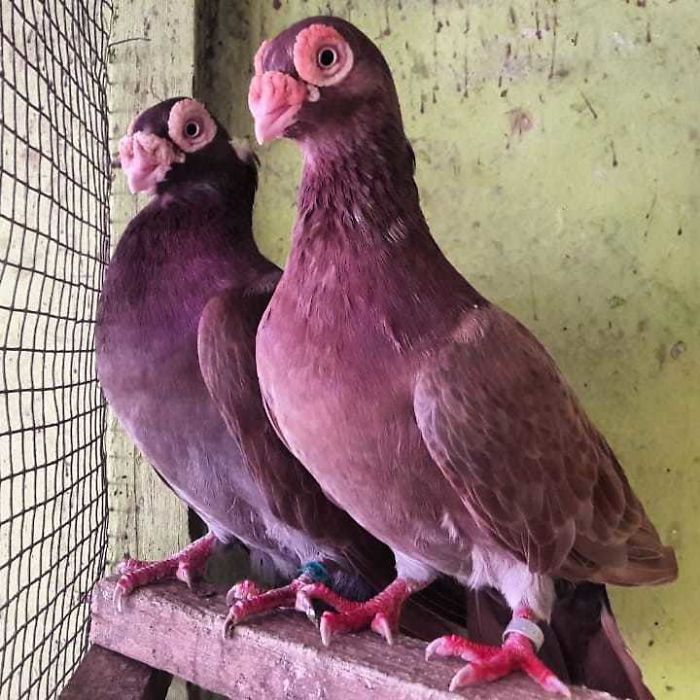 Interesting Pigeon Breeds 19