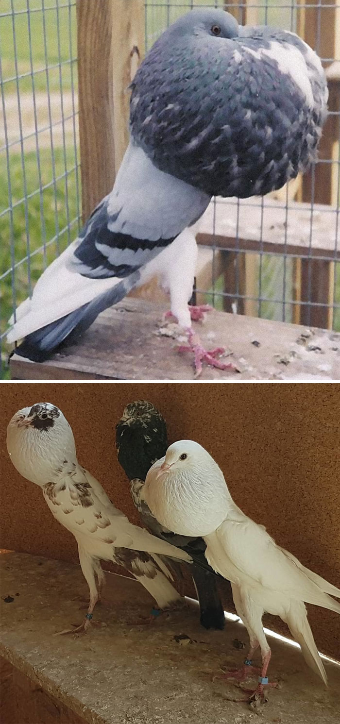 Interesting Pigeon Breeds 20