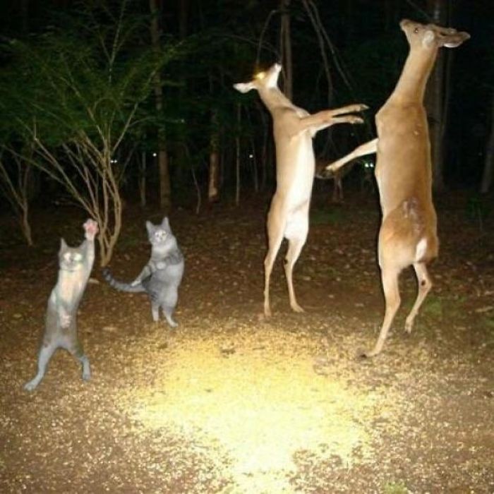 Unexplainable Photos 6_medium