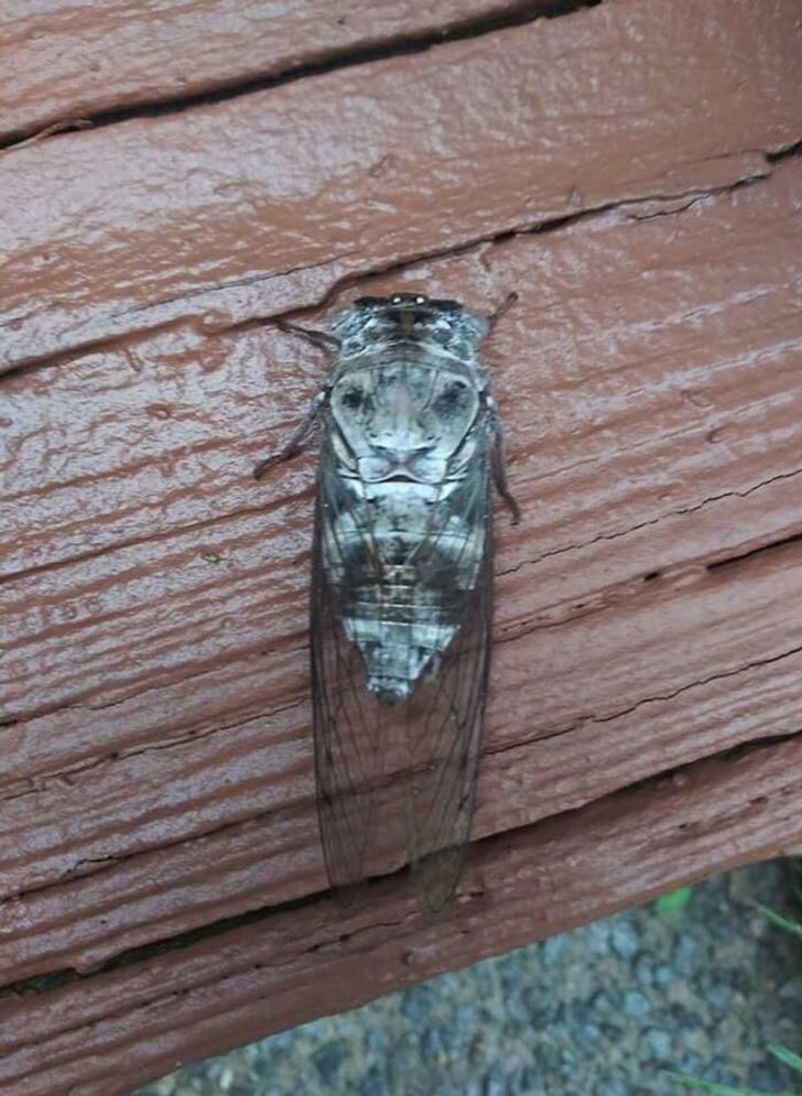 I Know That’s Really A Cicada, But Come On... He Has A Lion Or A Tiger Or Some Big Cat On His Back