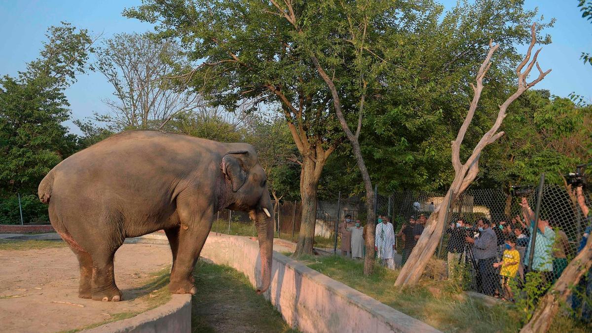 PAKISTAN WILDLIFE ELEPHANT