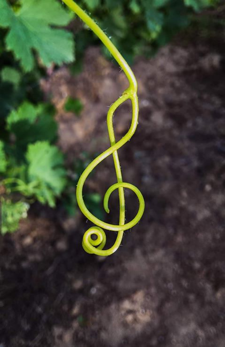 This Is A Real Clef Hanger