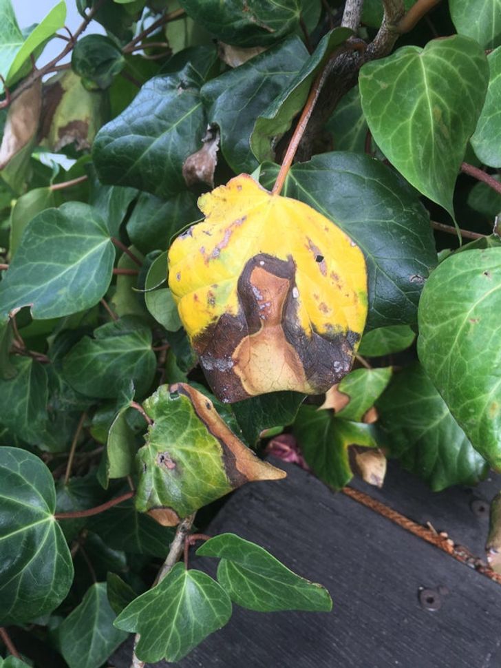 This Leaf Looks Like The Mona Lisa