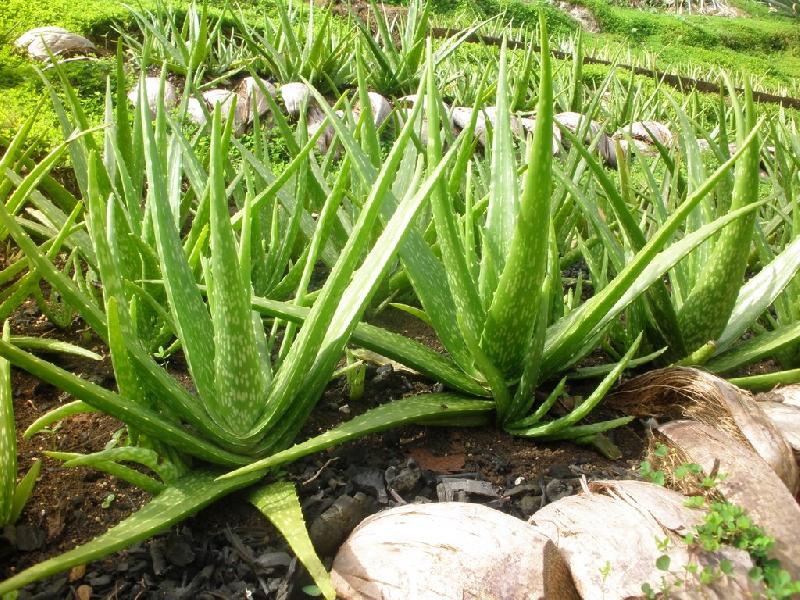 Aloe Vera Plant 1502442568 3216567