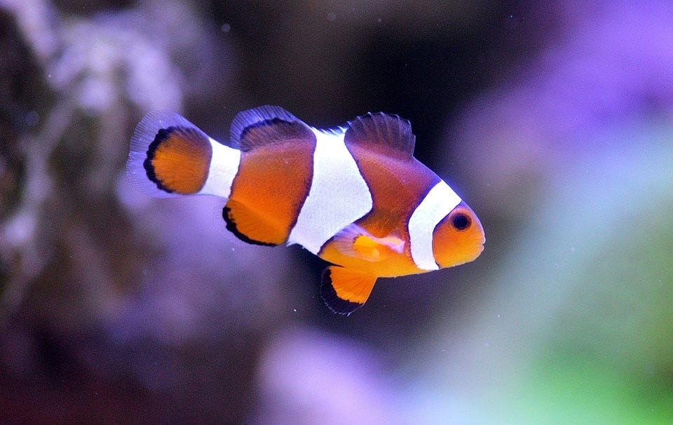 Clownfish