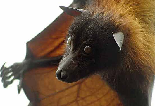 Golden Crowned Giant Flying Fox Head