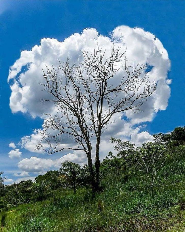 “The Cotton Ball Tree Is Not Real, It Can’t Hurt You! Cotton Ball Tree Be Like ”