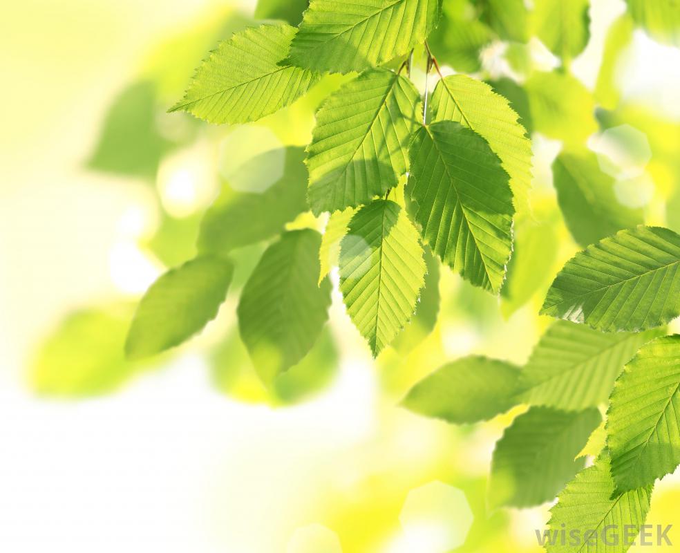 Leaves In Sunlight