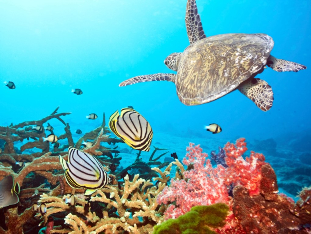 Tropical Fish N Turtle STOC