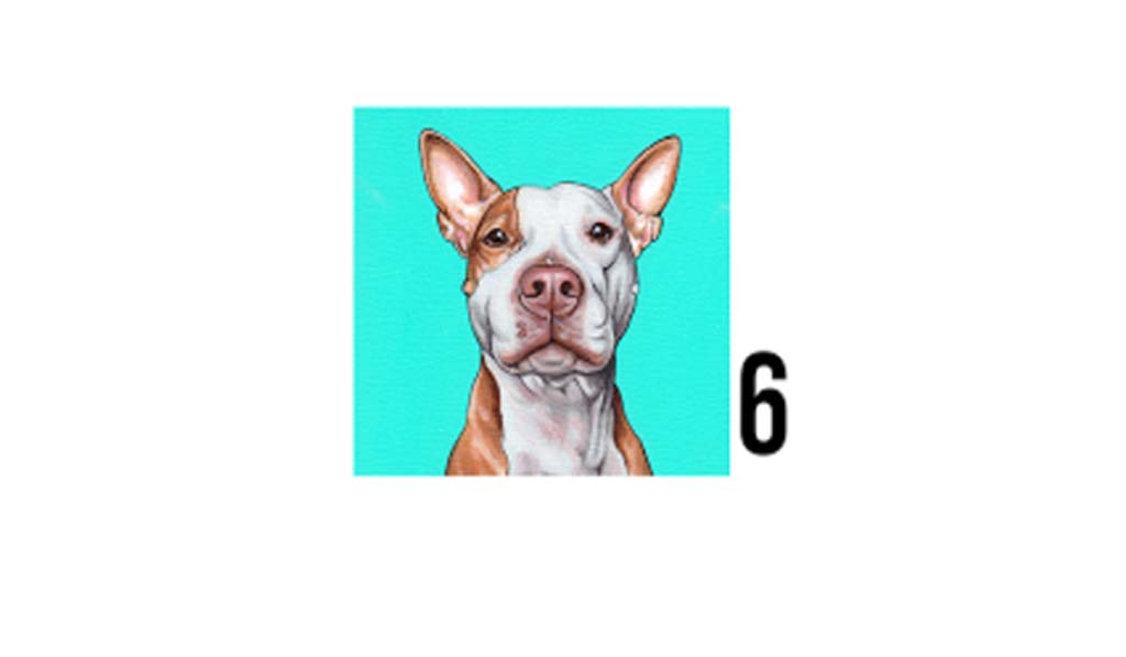 Dog6