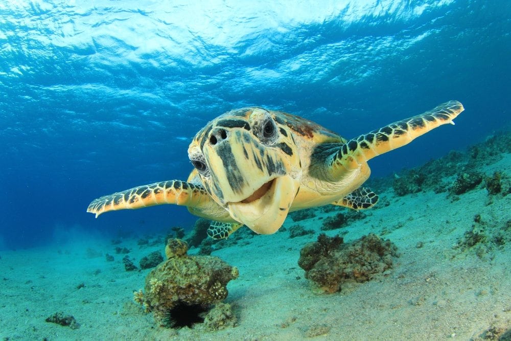 Seaturtleblog