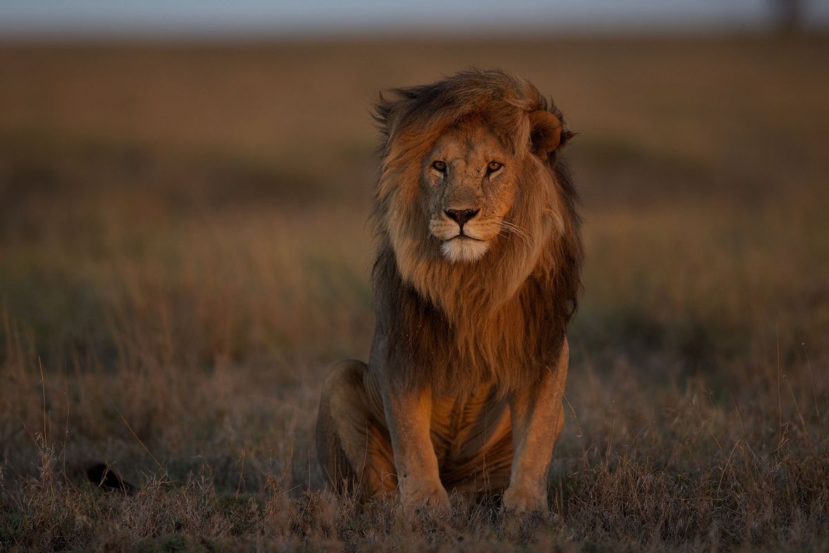 01 Lion Populations Nationalgeographic_1777804