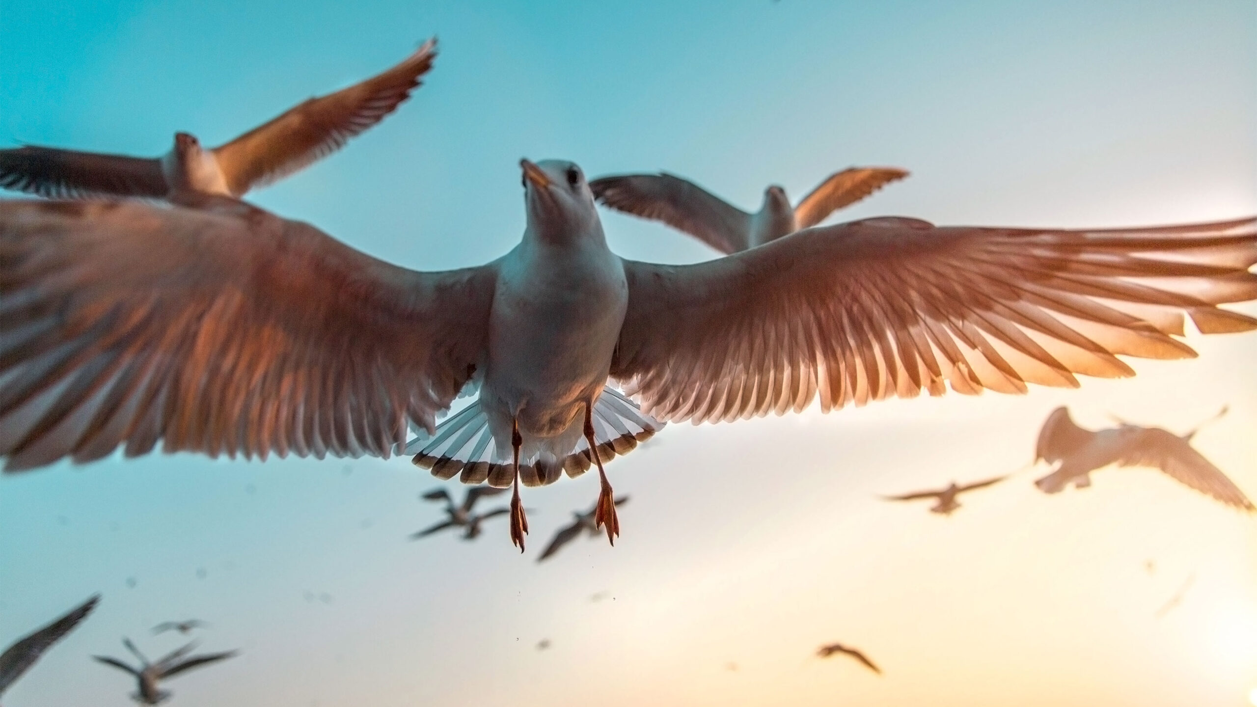 Birds_by_AdityaSaxena_2880x1620