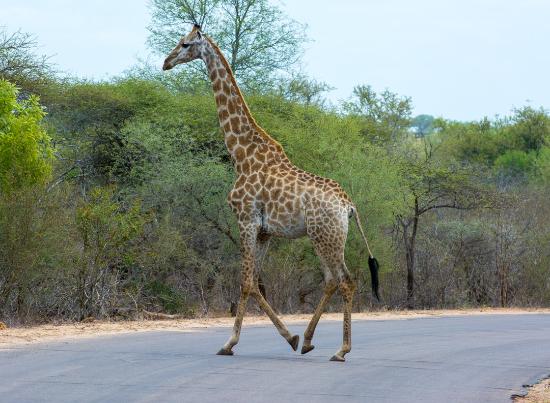 Giraff