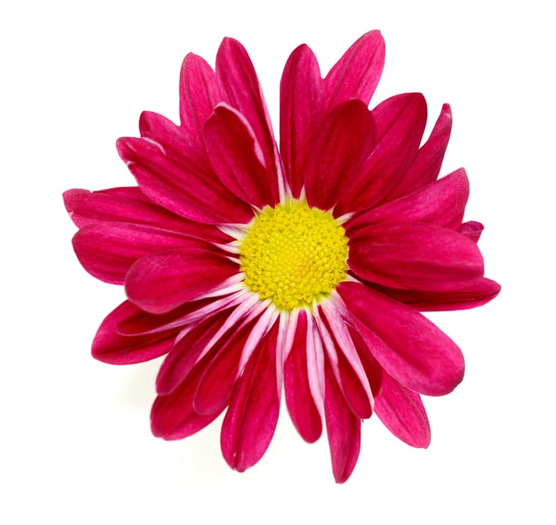 The Flower You Choose Will Say A Lot About Your Personality