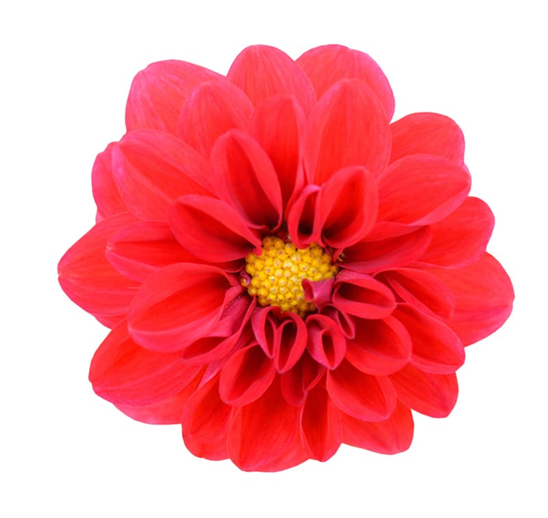 The Flower You Choose Will Say A Lot About Your Personality_1