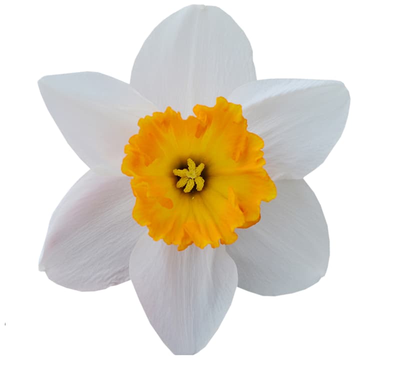 The Flower You Choose Will Say A Lot About Your Personality_3