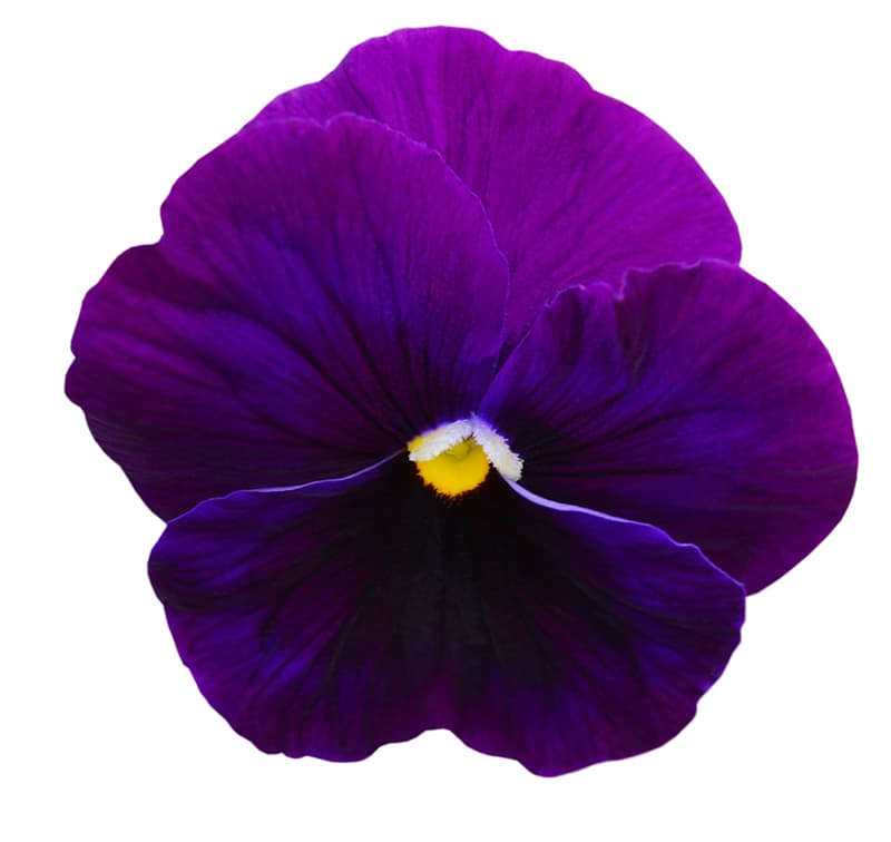 The Flower You Choose Will Say A Lot About Your Personality_4