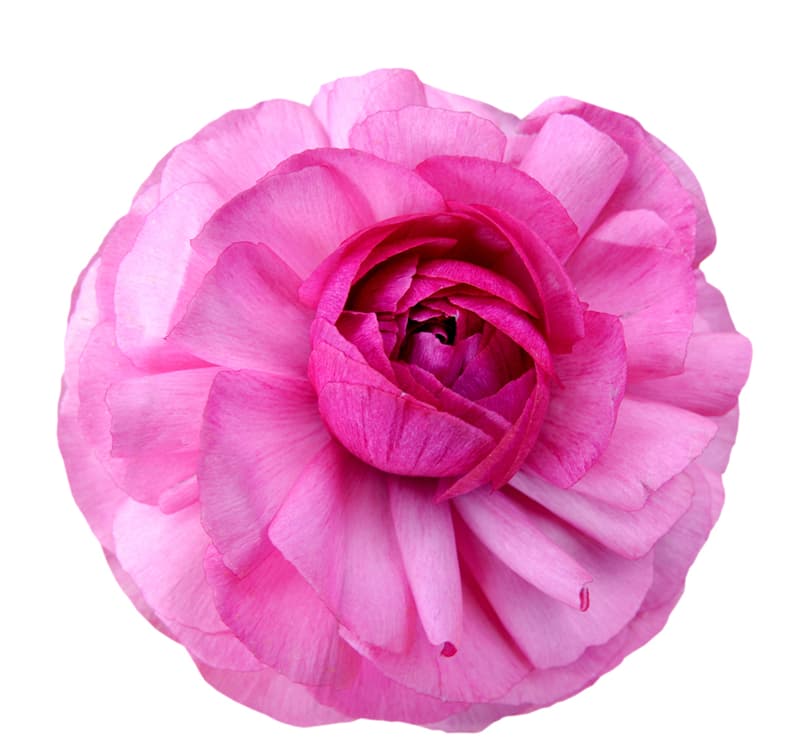 The Flower You Choose Will Say A Lot About Your Personality_5