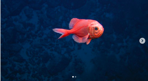 Screen Shot 2020 11 19 At 9.25.58 AM