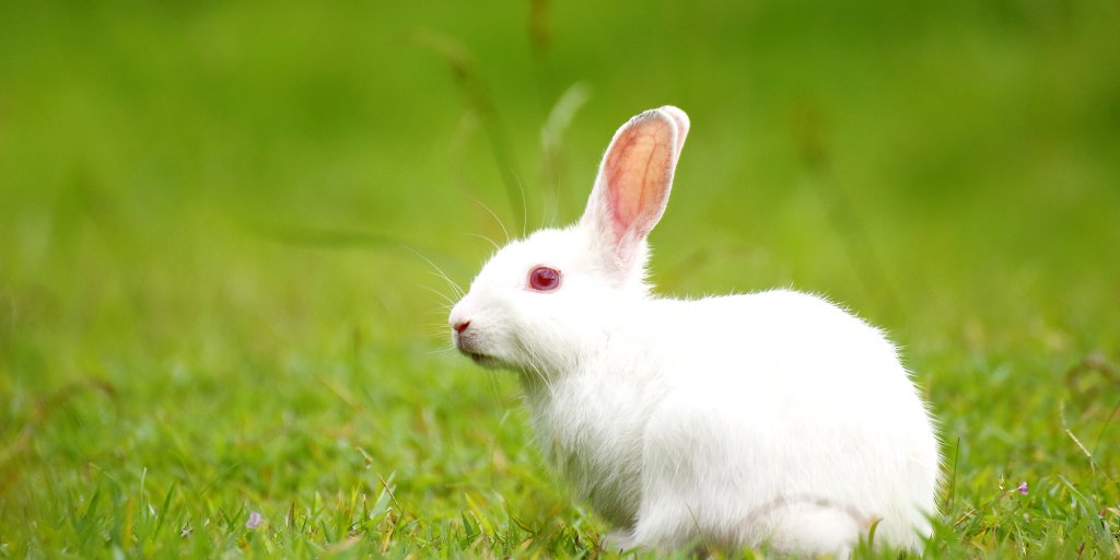 White Rabbit On Green Grass.