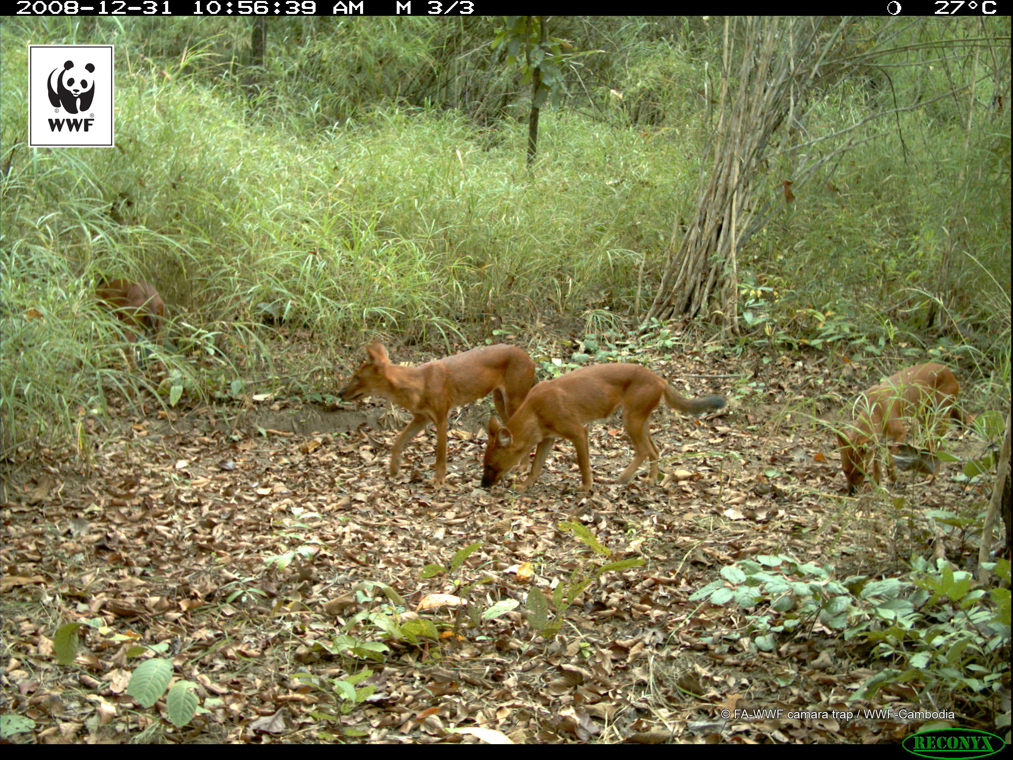10_dhole__c__wwf_cambodia (1)