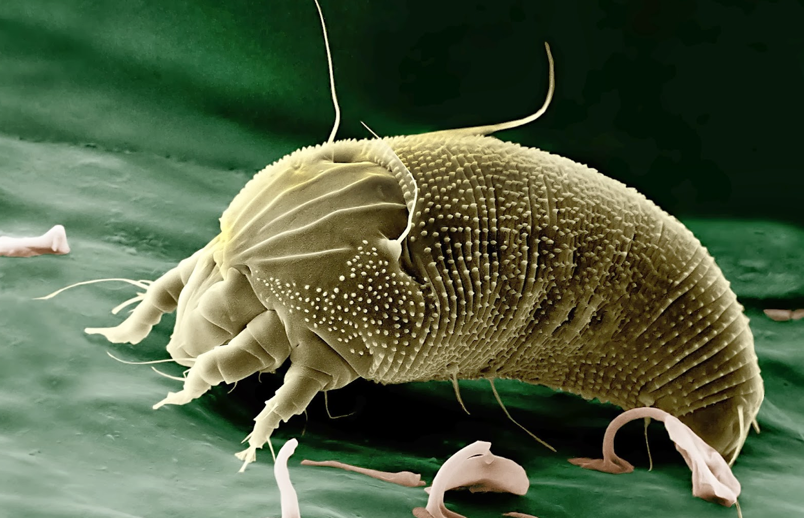 1_BIo5qzIpG6Hgpz2gNUM CA