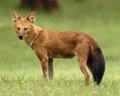 400px Cuon.alpinus Cut