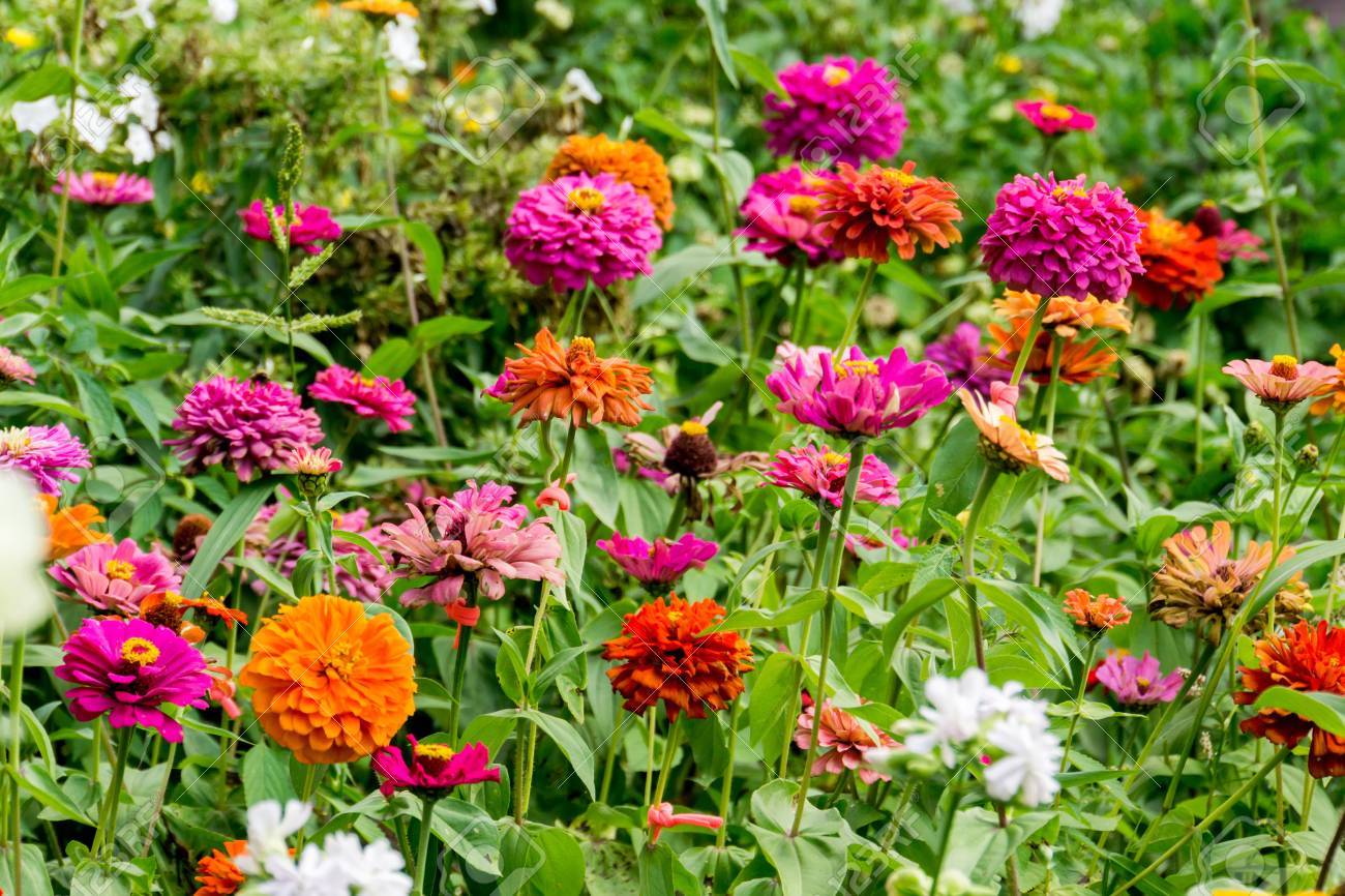 Flowers In The Garden